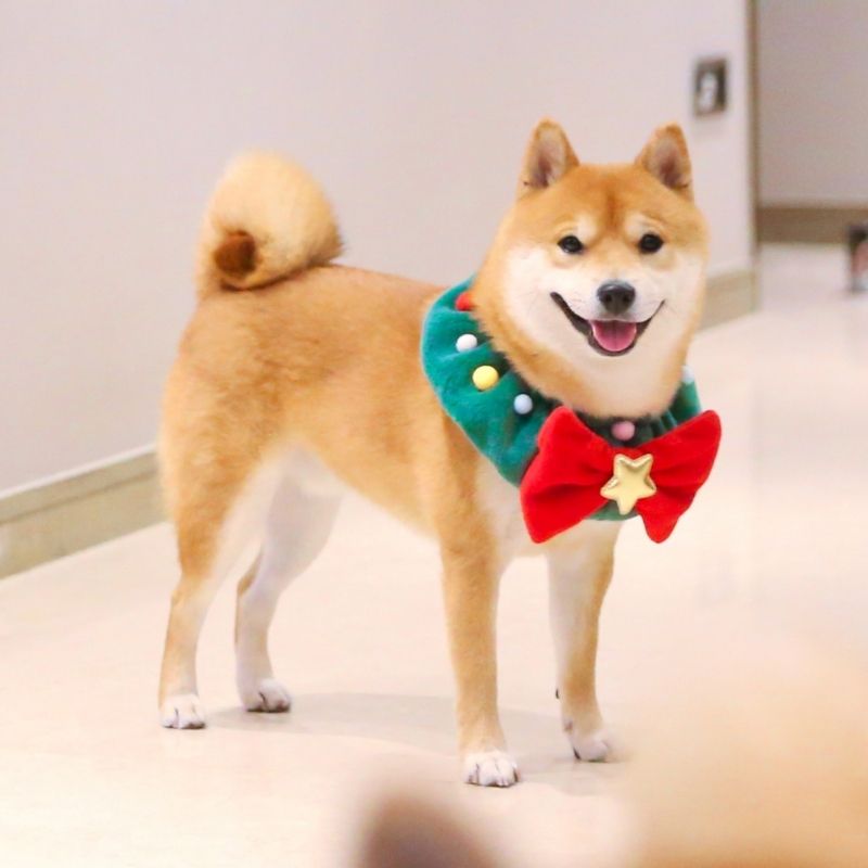 Gousy Christmas Tree Vibe Scarf Gousy