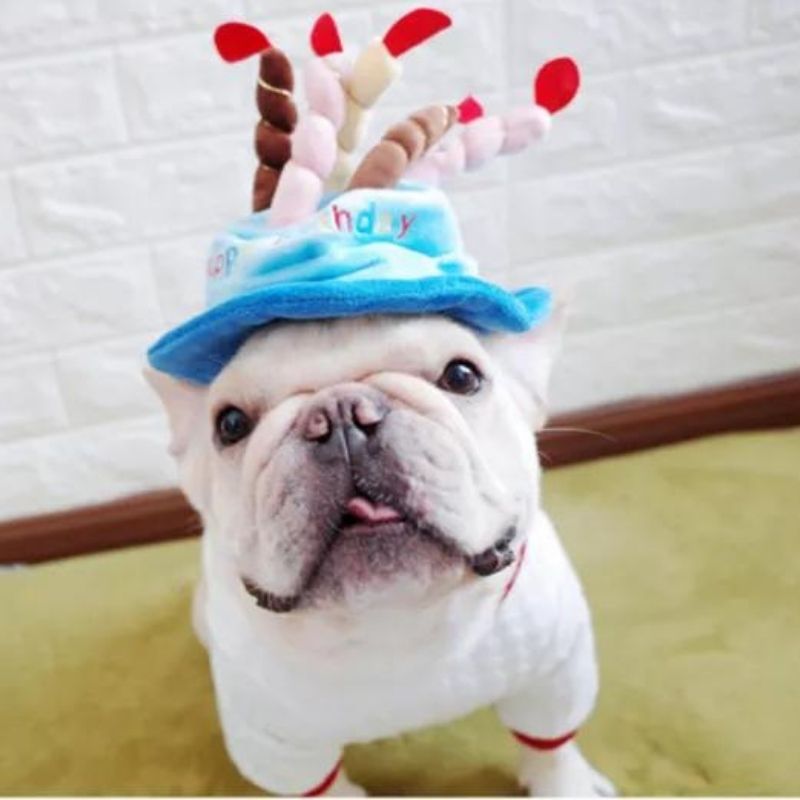 Gousy pet birthday cake hat Gousy